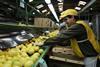 Argentina Lemons Packing to India