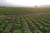 North Macedonia cabbage