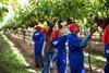 South Africa Northern Transvaal Bushveld grape harvesting