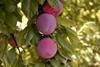 Extremaduran plum crop bounces back