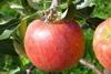 The Zari apple variety