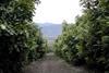 Chileans set for average avo year