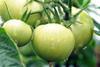 AU Australia Premier Fruits Group Queensland field tomatoes on vine