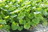 Northern Irish Wasabi Plants