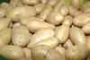 Spanien: Kartoffelanbaufläche weiter rückläufig