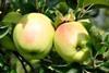 Südtirol_VI.P_Golden_Delicious_am_Baum_2010_04.jpg