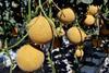 melonsgrownbyhomehillstudents