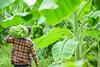 Banana plantation