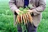 Carrots: could be a difficult few months ahead for growers