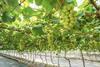 Grape production north China