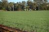onions-growing-in-gatton2-hr
