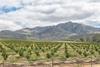 South African citrus