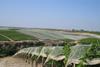 Italien: Trockenheit und hohe Temperaturen steigerten Trauben-Qualität