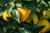Spain citrus