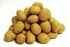 Belana breaks 100 day record in early harvest