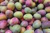 Tommy Atkins mango Adobe Stock
