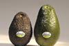 Israeli avocado up