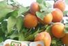 Metral Fruits