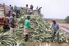 Certain African countries have seen significant growth in fresh produce exports in recent years