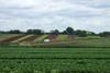 Langmead Farms' Lettuce Company to join G's