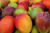Generic mangoes