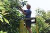 NZ avocado harvesting New Zealand