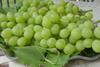 South Africa northern region grapes
