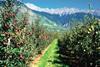 Val Venosta mountains apples