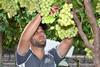 Rocky Mammone table grapes Australia SOURCE Austrade