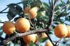 Cold weather stimulates citrus sales