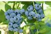 Sekoya Blueberries