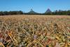 Australian pineapples are grown in Queensland