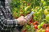 CREDIT Waybeyond TAGS New Zealand technology tomato crop registration mobile app