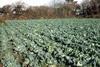 British farmers will welcome the decision by the Competition Commission