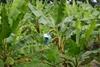 Colombia is one of Chiquita's biggest banana sources