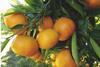 South Africa grapefruit
