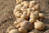 There could be a valuable additional market for potato crop by-products