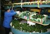 Israeli avocados to break 10-year record