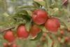NZ is expecting the joint smallest Braeburn crop in 10 years