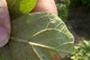 Myzus aphids on potato leaf - 4 July 2013
