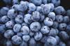 blueberry blueberries free use