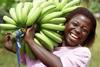 Swiss Coop goes 100 per cent Fairtrade bananas