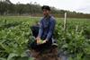 FairFruit green beans farmer