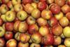 Italian apple trade still keen to expand
