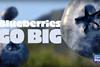 Blueberries Go Big Campaign