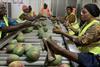 Fruiteq Eosta mango packing line Ivory Coast