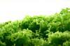Tesco British lettuce ad "misled consumers"
