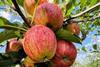 Apfel