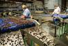 Orchard View Cherries packing USA Oppy