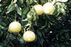 Israeli citrus sector pulls together